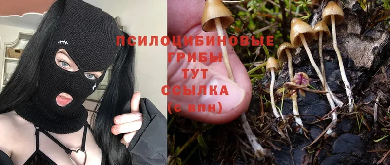 Псилоцибиновые грибы GOLDEN TEACHER  Грязи 